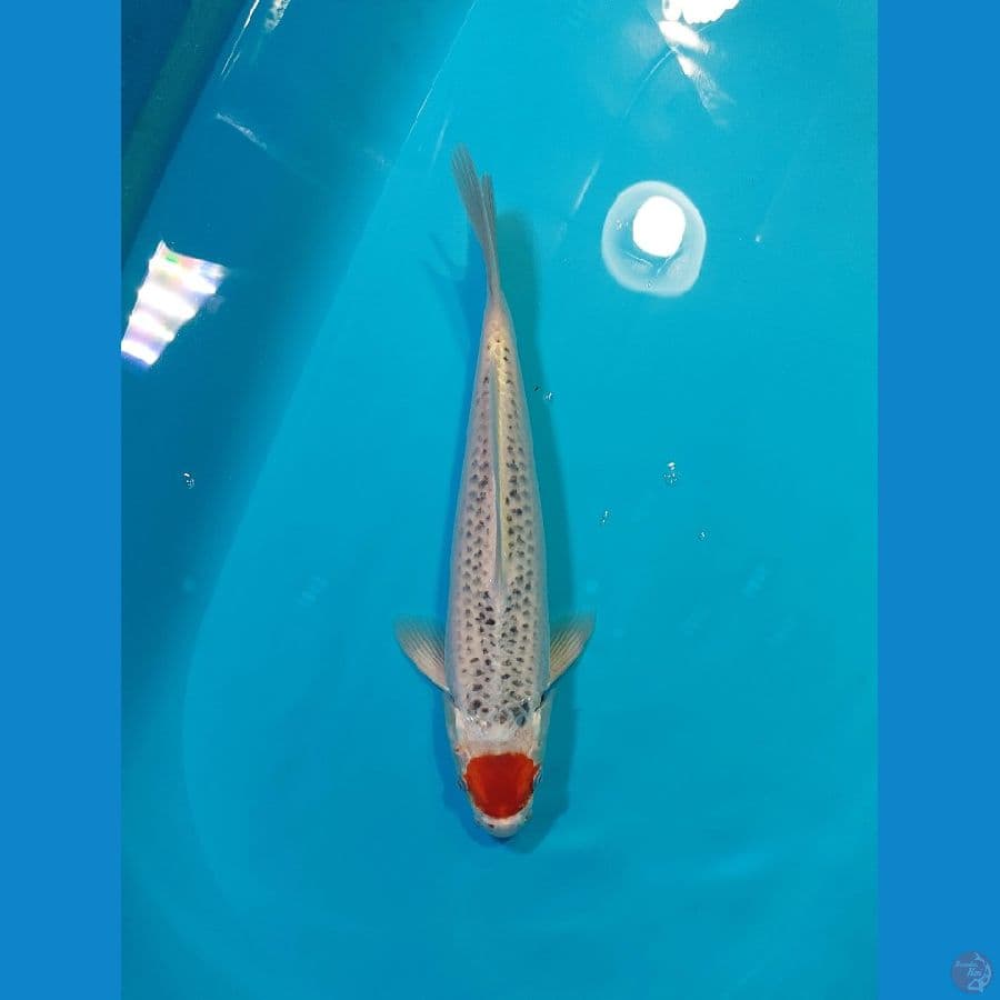 TC GOSHIKI RACING 35cm