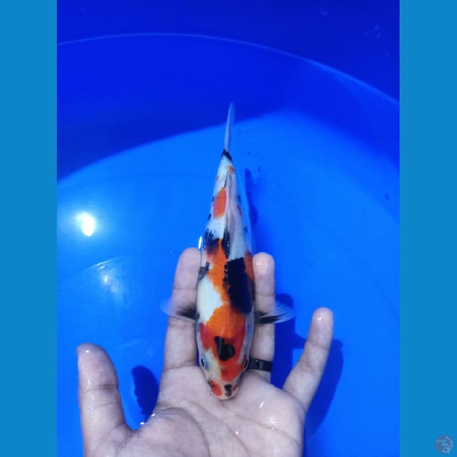 Showa 20cm