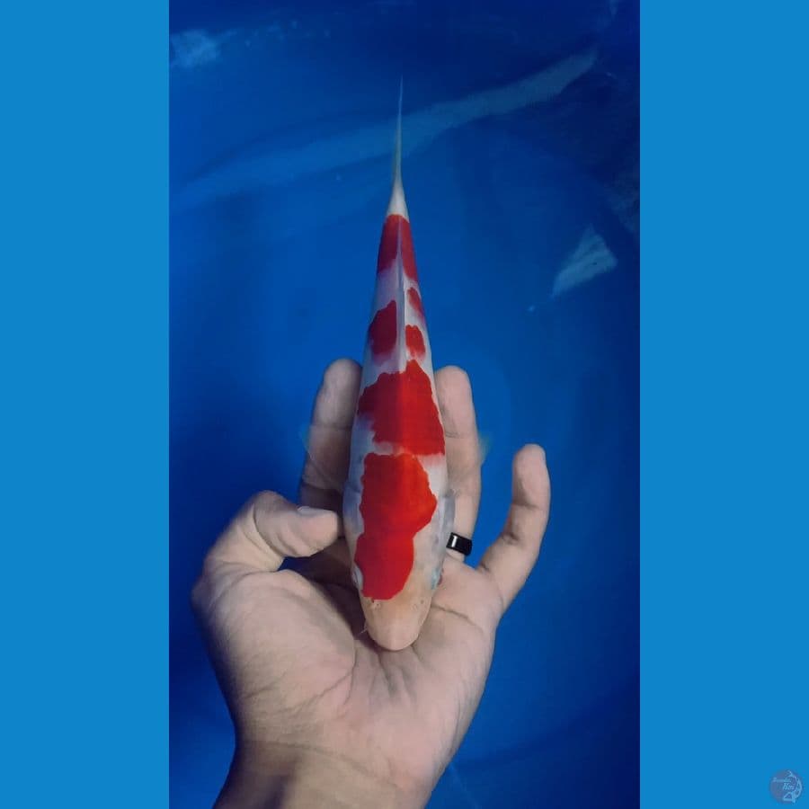 SQ Kohaku 22cm 