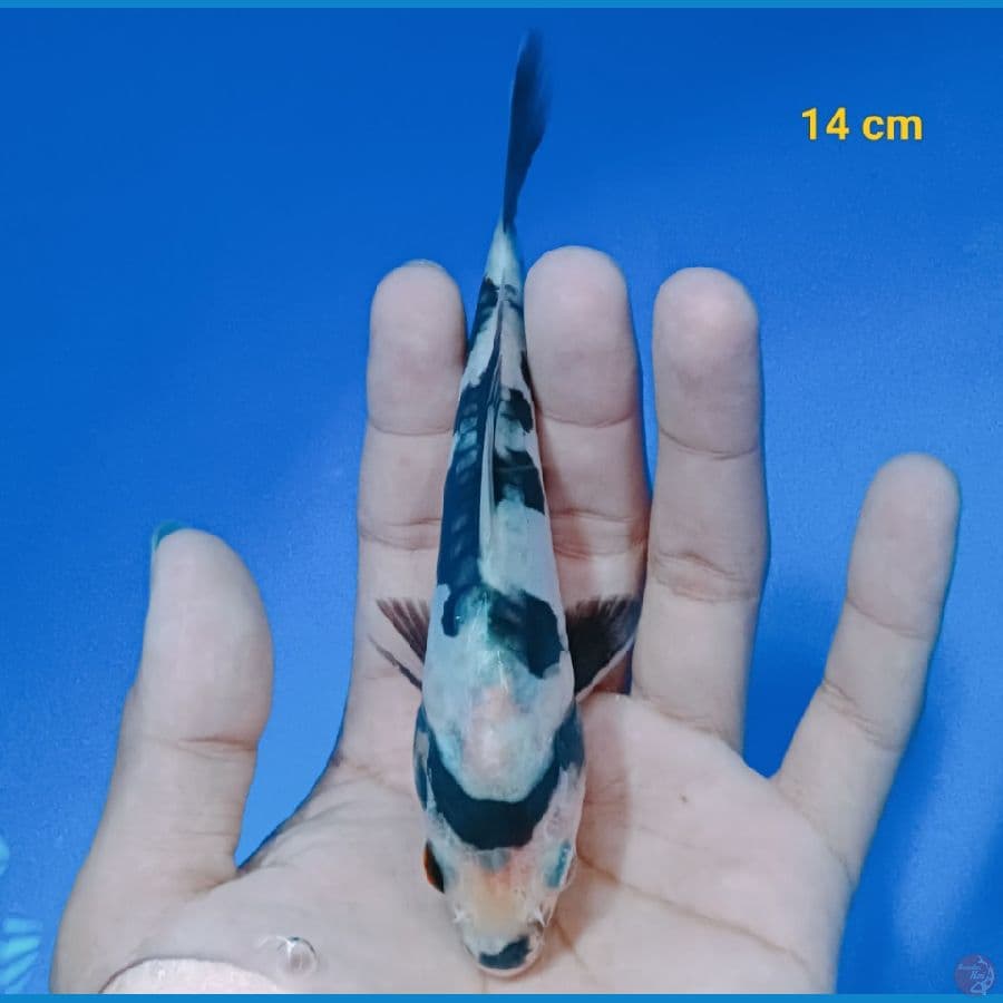 Shiro doit 14 cm
