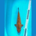 HQ aragoke calon badak air (male) 25cm 