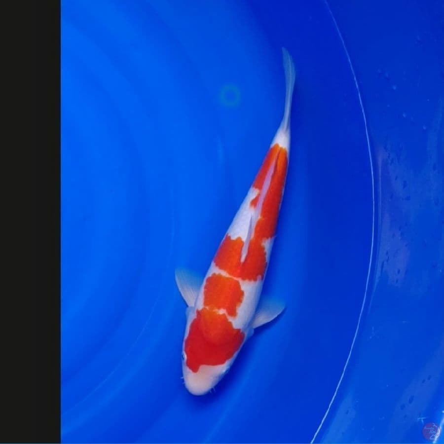 Koi Import Jepang Kohaku (Sertifikat Hoshikin) 40cm