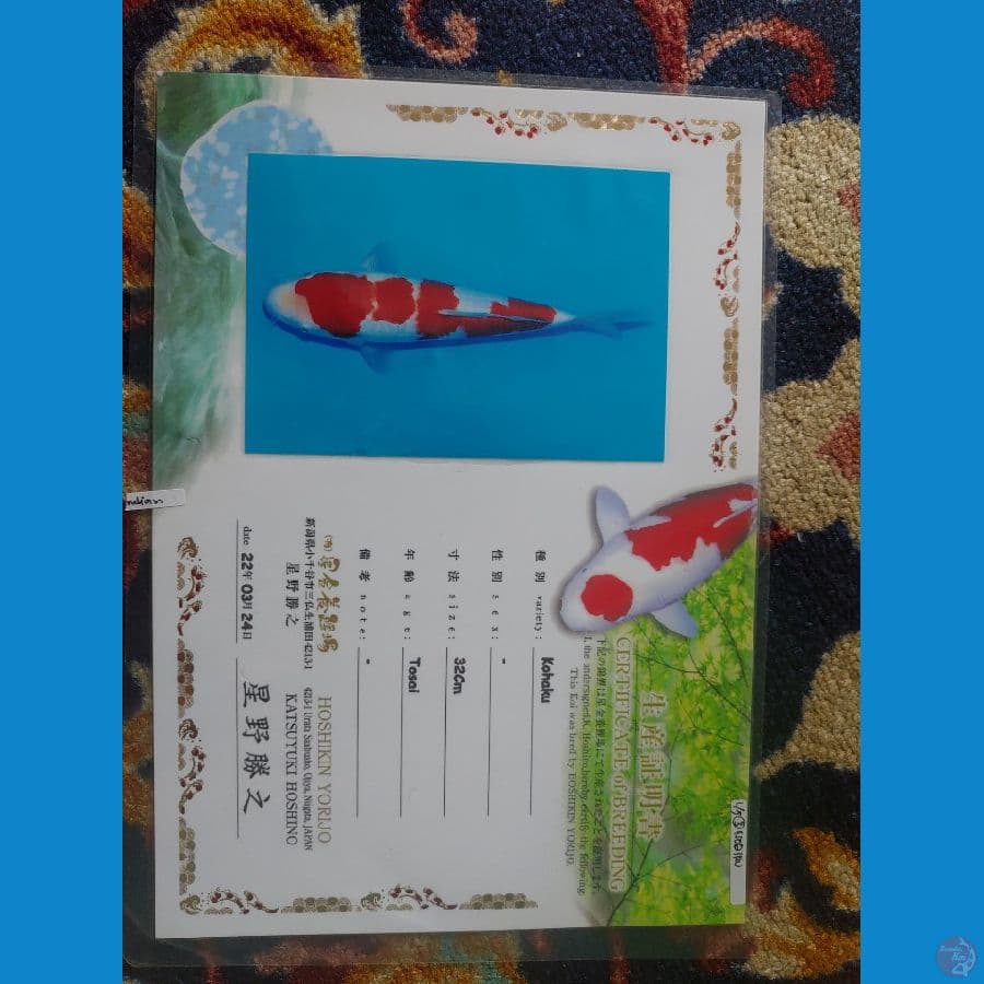 Koi Import Jepang Kohaku (Sertifikat Hoshikin) 40cm