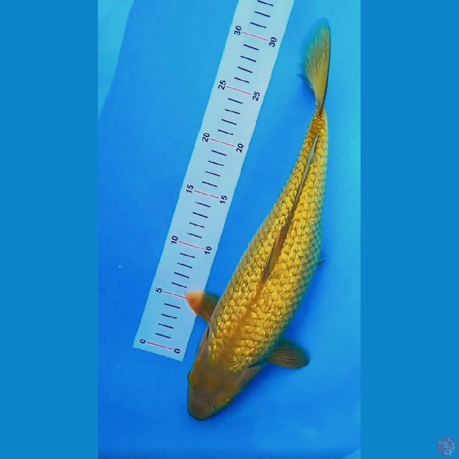 35 cm gindrin