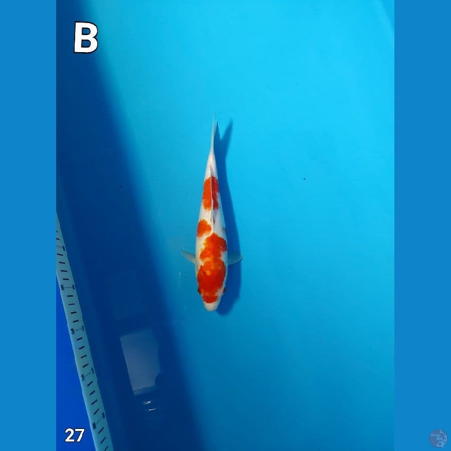 Kohaku 27cm