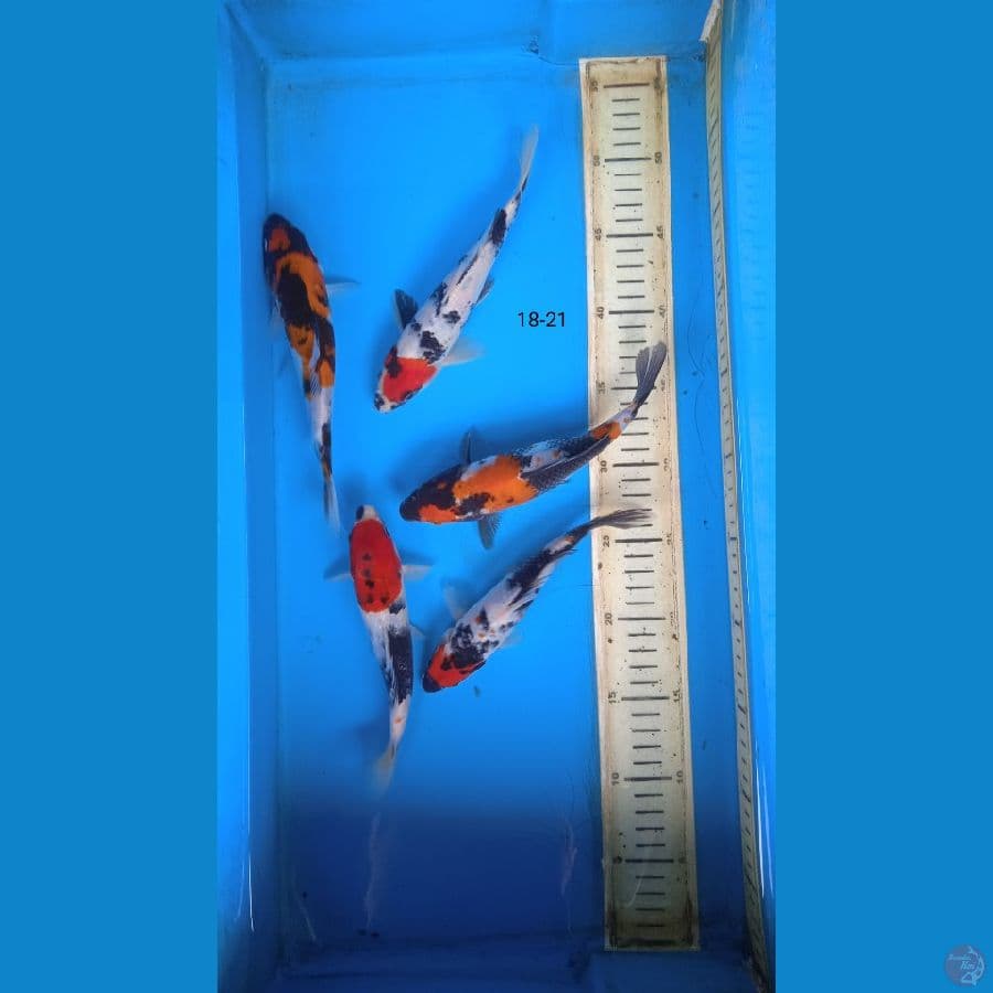 showa mix 18-21cm