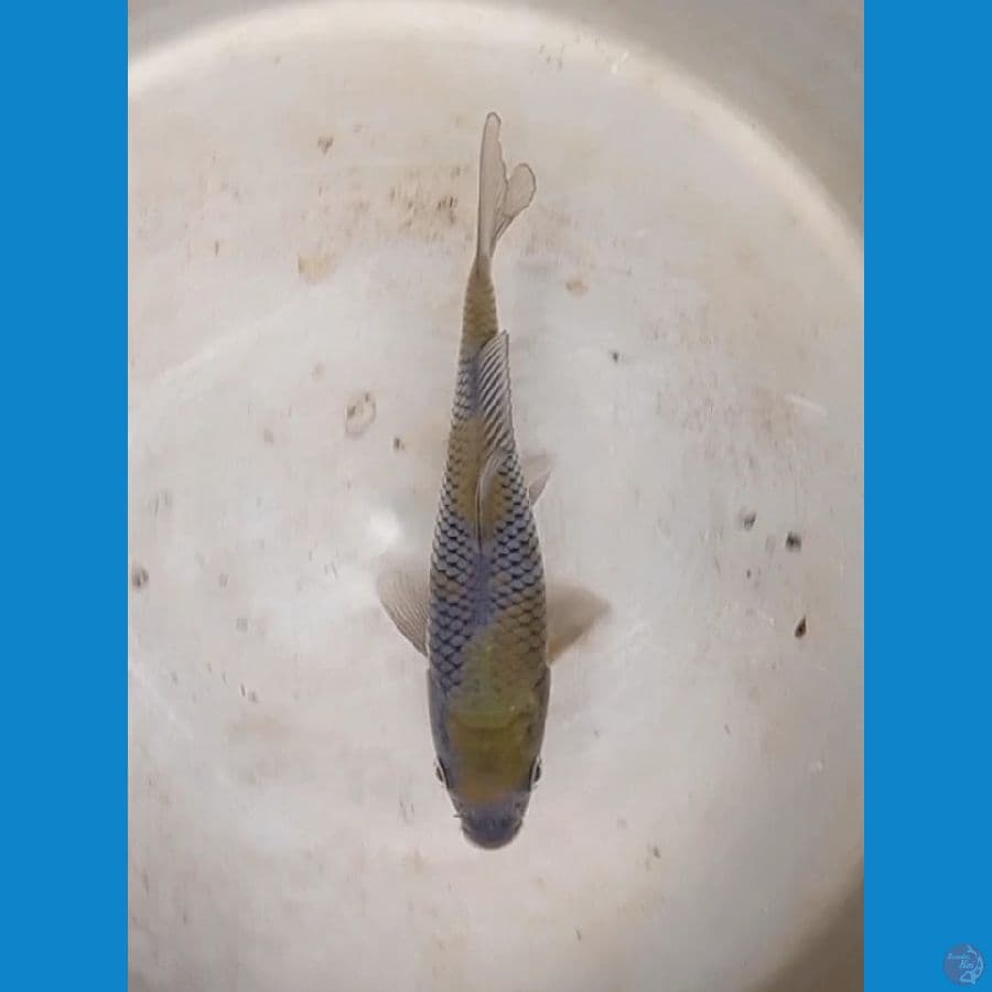 Ochiba 15.Cm 