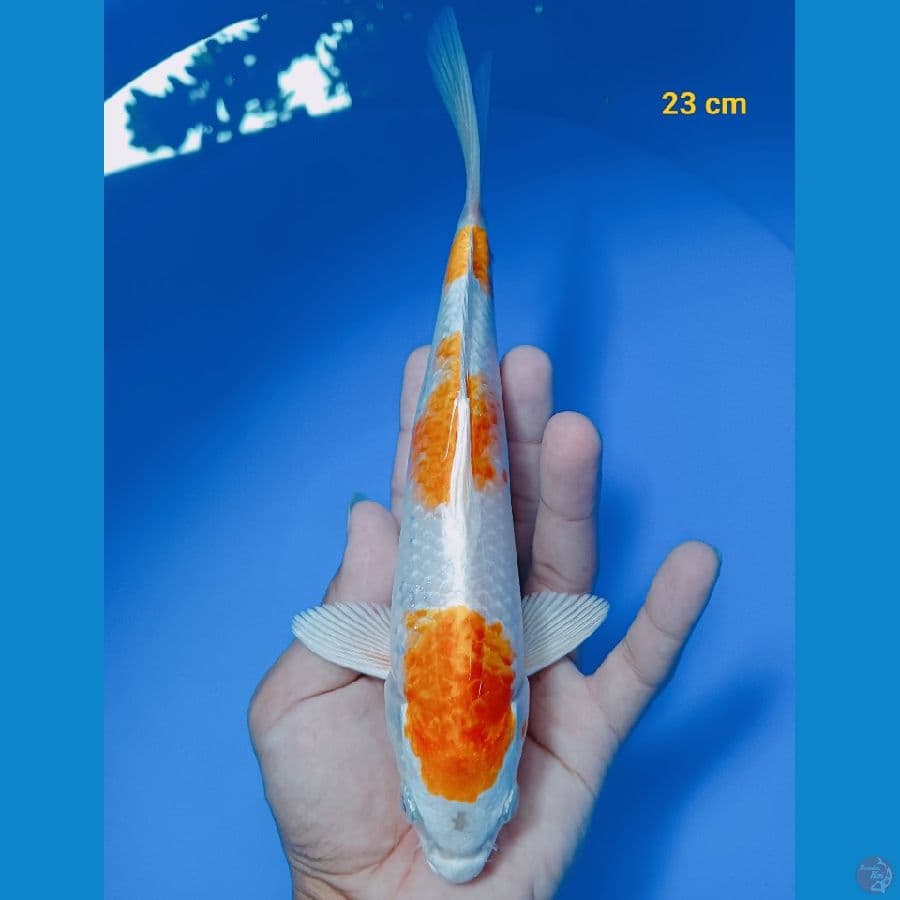 Hariwake 23 cm