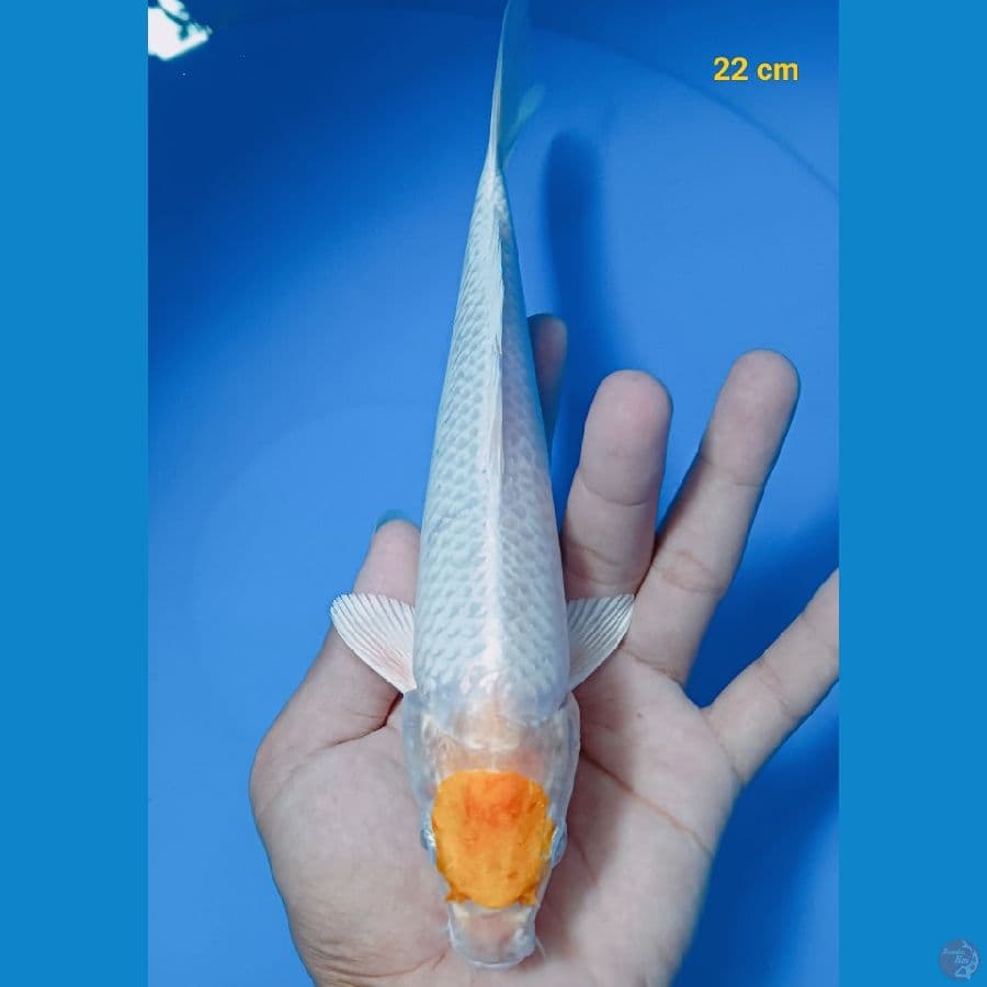 Tancho Hariwake 22 cm