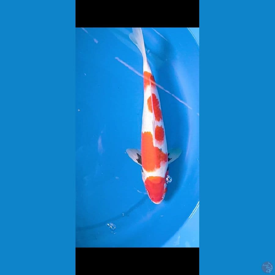 showa tategoi 29 cm
