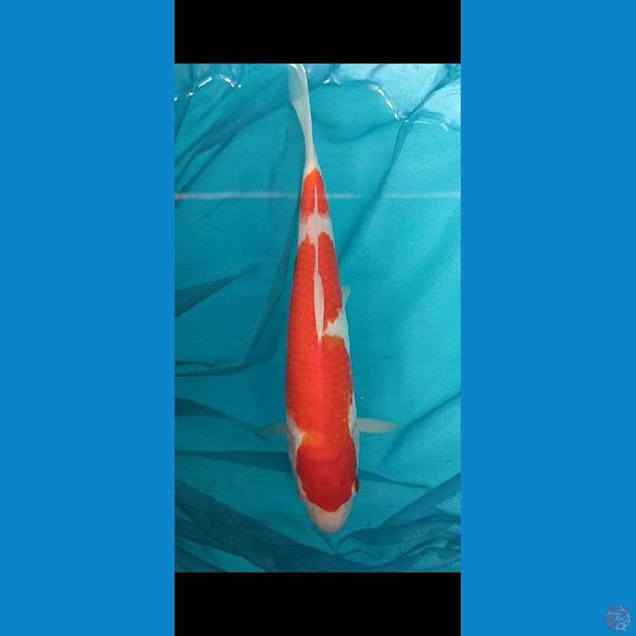 kohaku 24 cm