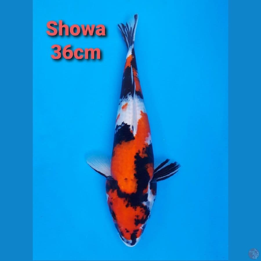 SHOWA 36CM