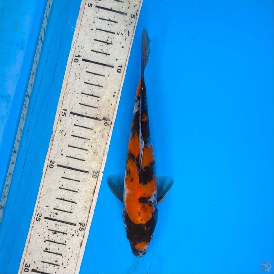 showa 20cm