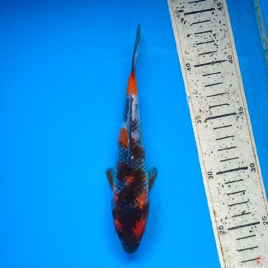 showa 20cm