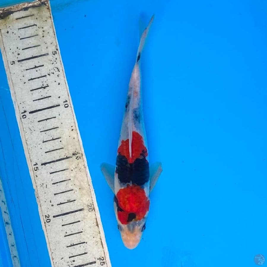 showa 21cm