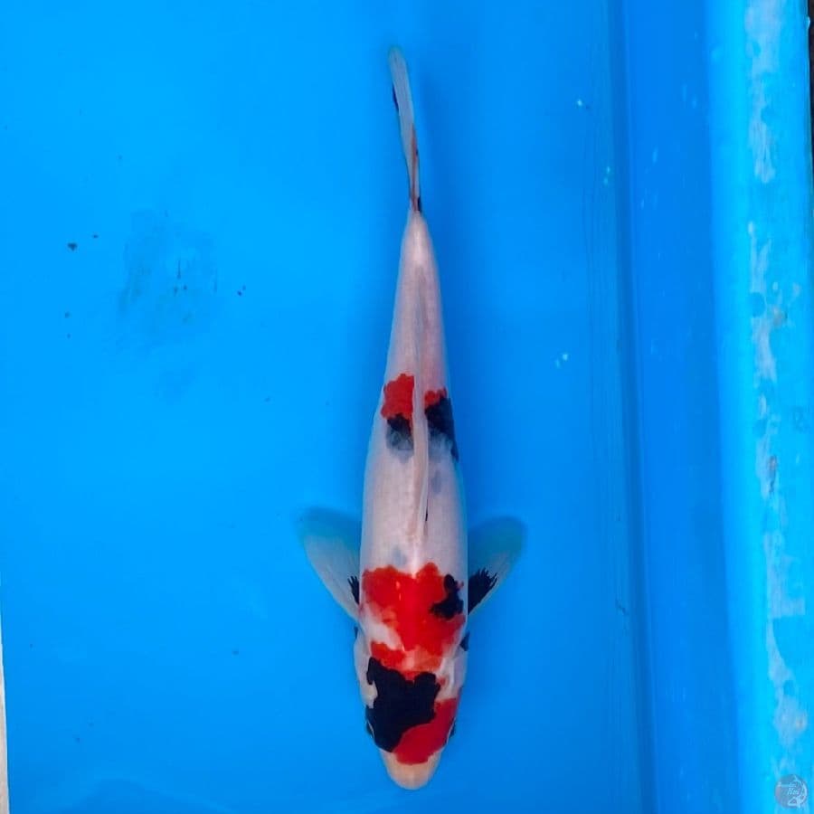 showa 24cm