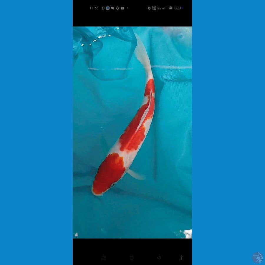 kohaku 22 cm