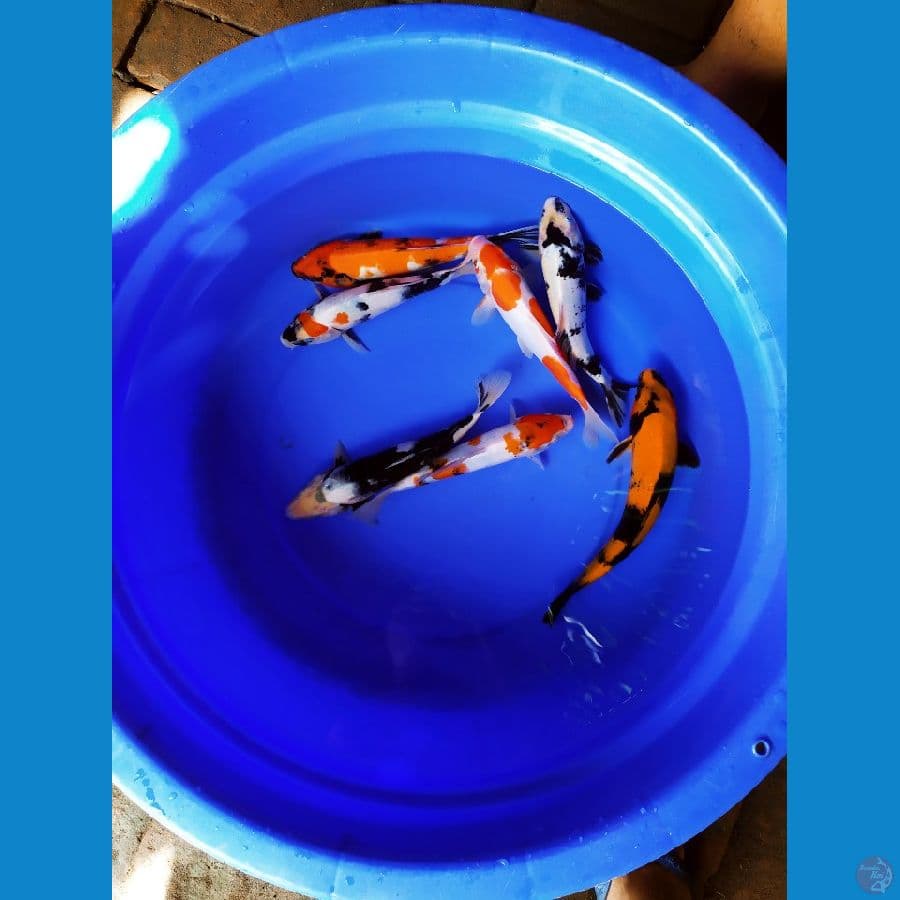 mix 