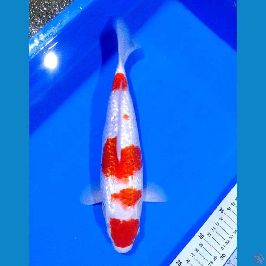 kohaku gindrin 35BU (male)