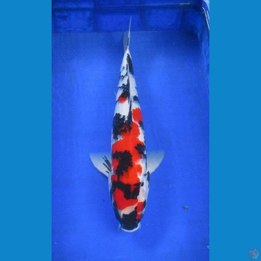 Showa sansoku ±48cm jantan