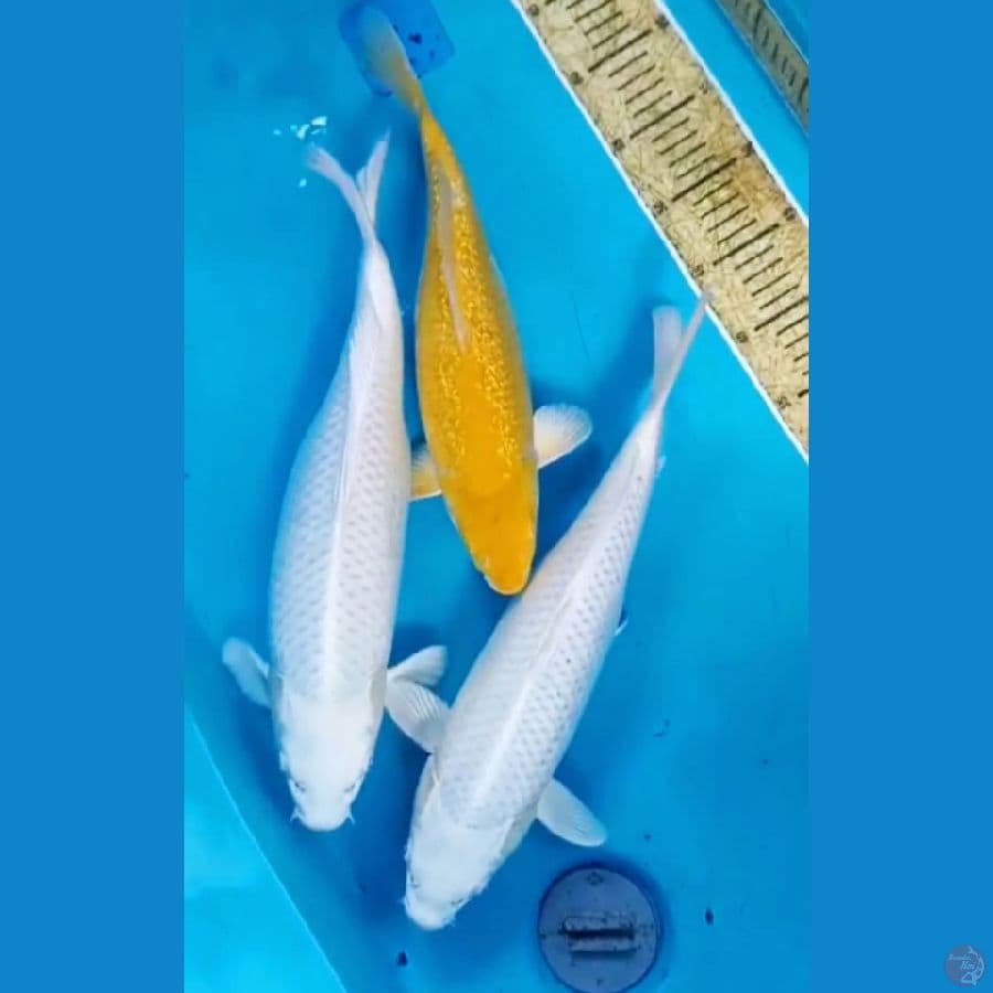 45bu,40,36cm platinum n karashie ginrin 