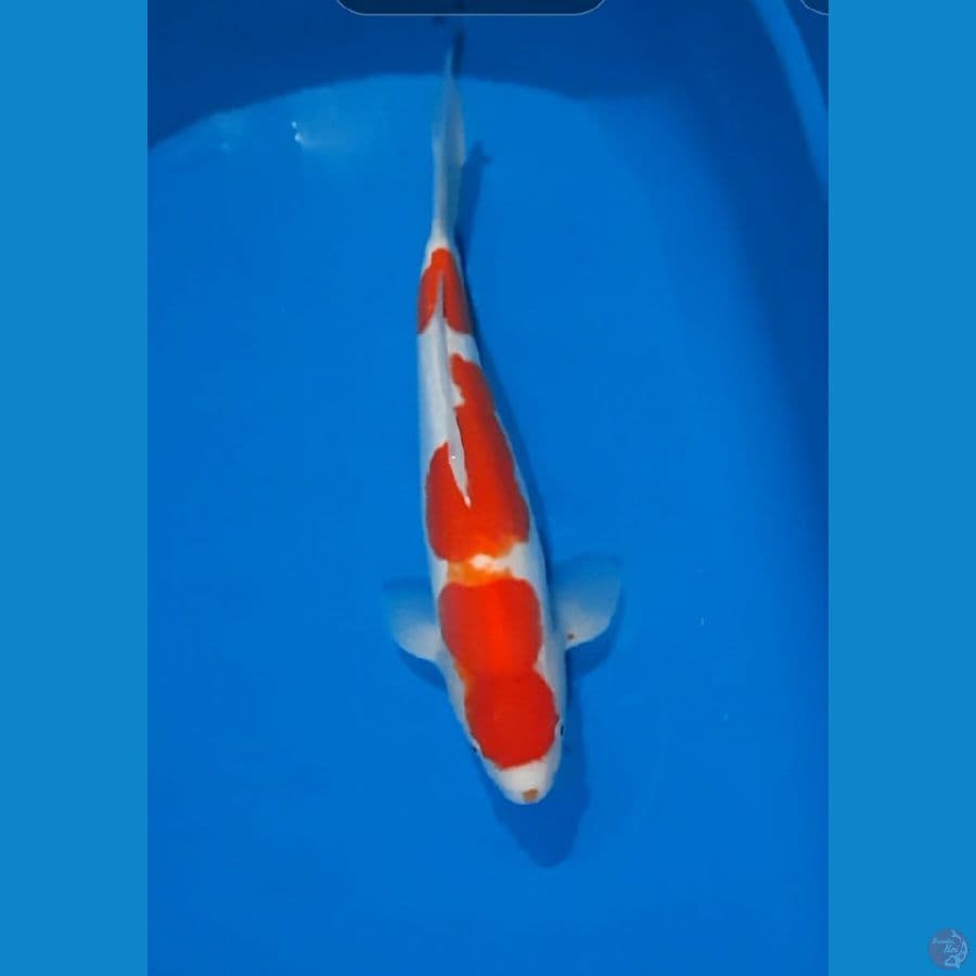 Kohaku Doitsu 35cm strong