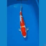 Kohaku Doitsu 35cm strong