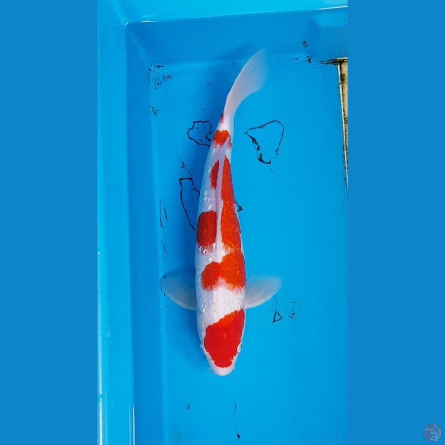 MARUTEN KOHAKU GINRIN
