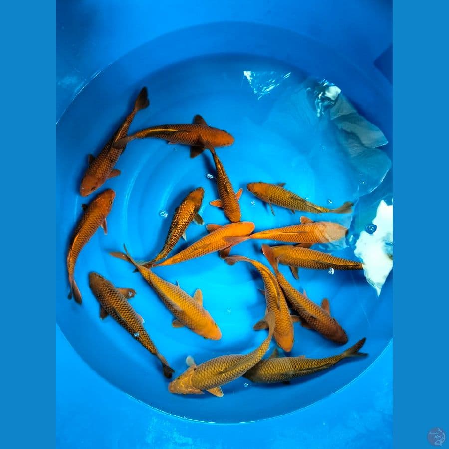 Chagoi Tembaga 26-35BU 15ekor