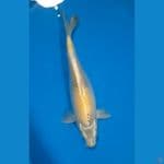 kin Showa 36cm