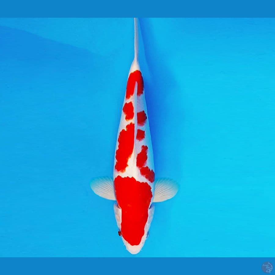 AMAYADORI 1 ~ KOHAKU 32 cm/male ™