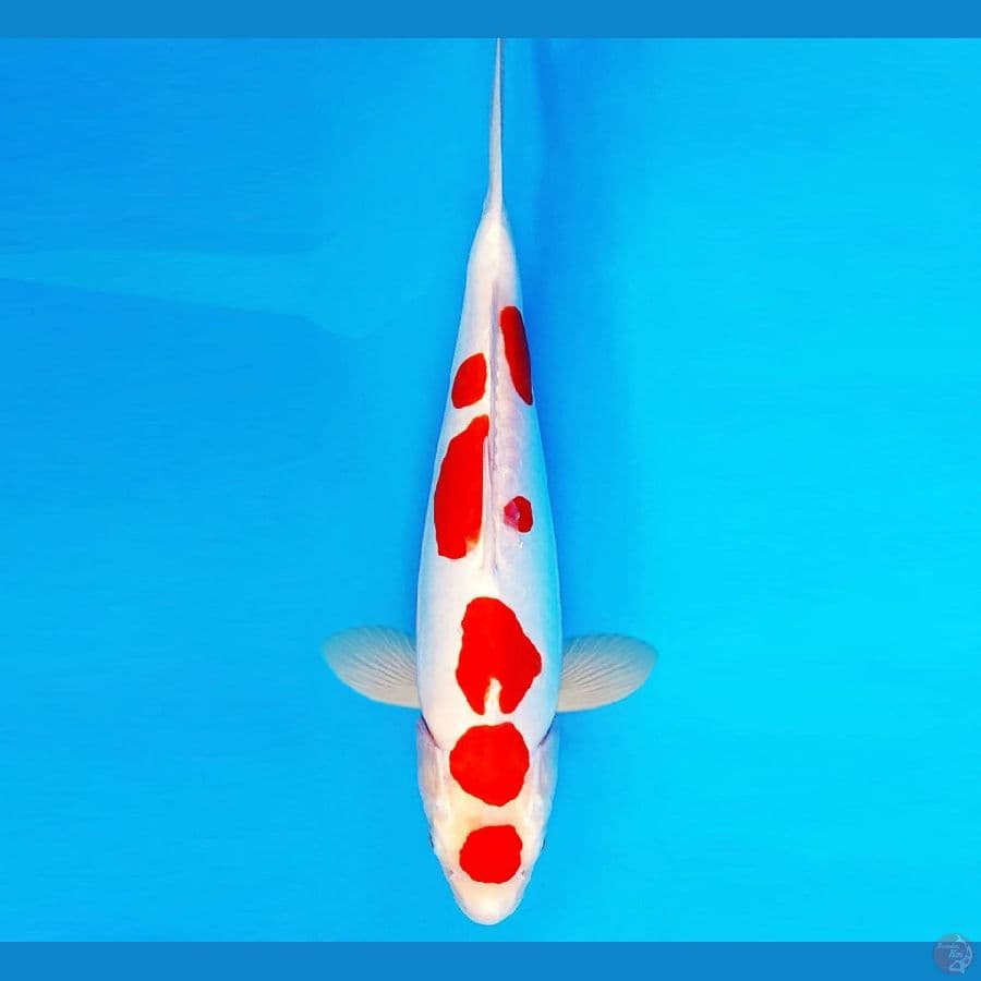 AMAYADORI 6 ~ KOHAKU DOITSU 39 cm/fm ™