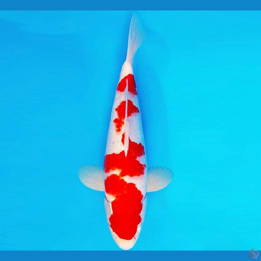 AMAYADORI 7 ~ KOHAKU 34 cm/fm ™