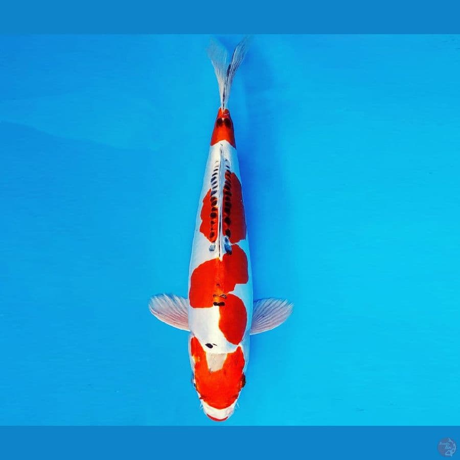 AMAYADORI 9 ~ KIKOKURYU 31 cm/fm ™