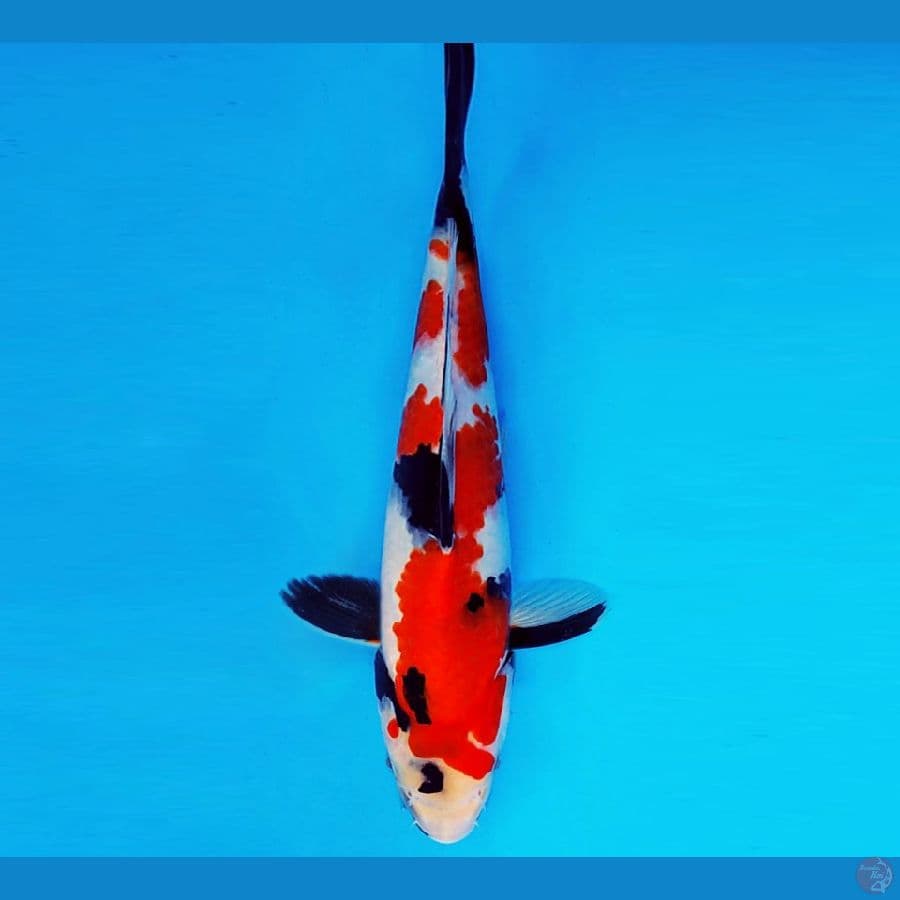 AMAYADORI 10 ~ SHOWA EVO 27 cm/fm ™