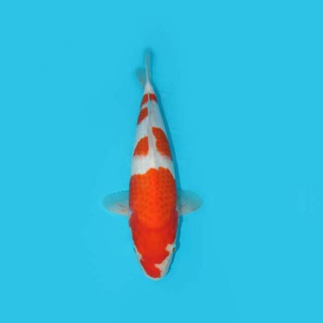 YG_KOHAKU F1_37 CM