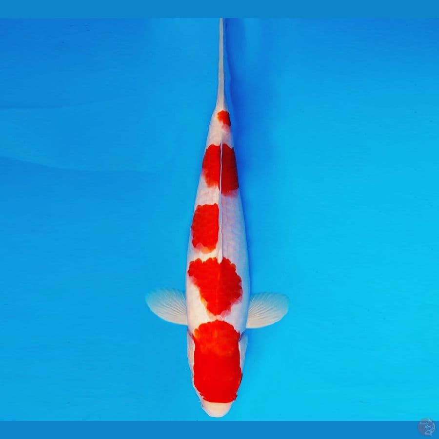 AMAYADORI 13 ~ KOHAKU 33 cm/fm ™