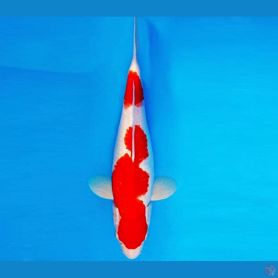 AMAYADORI 14 ~ KOHAKU 33 cm/fm ™