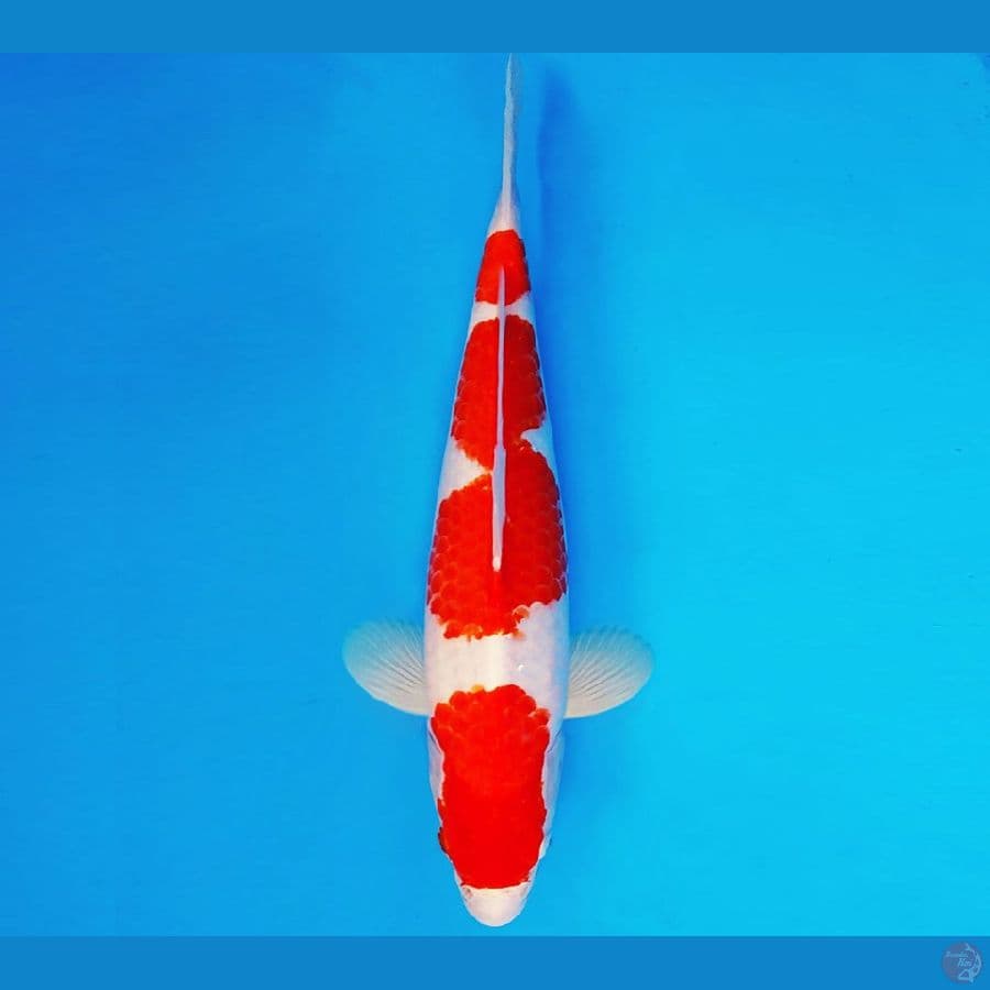 AMAYADORI 15 ~ KOHAKU 34 cm/male ™