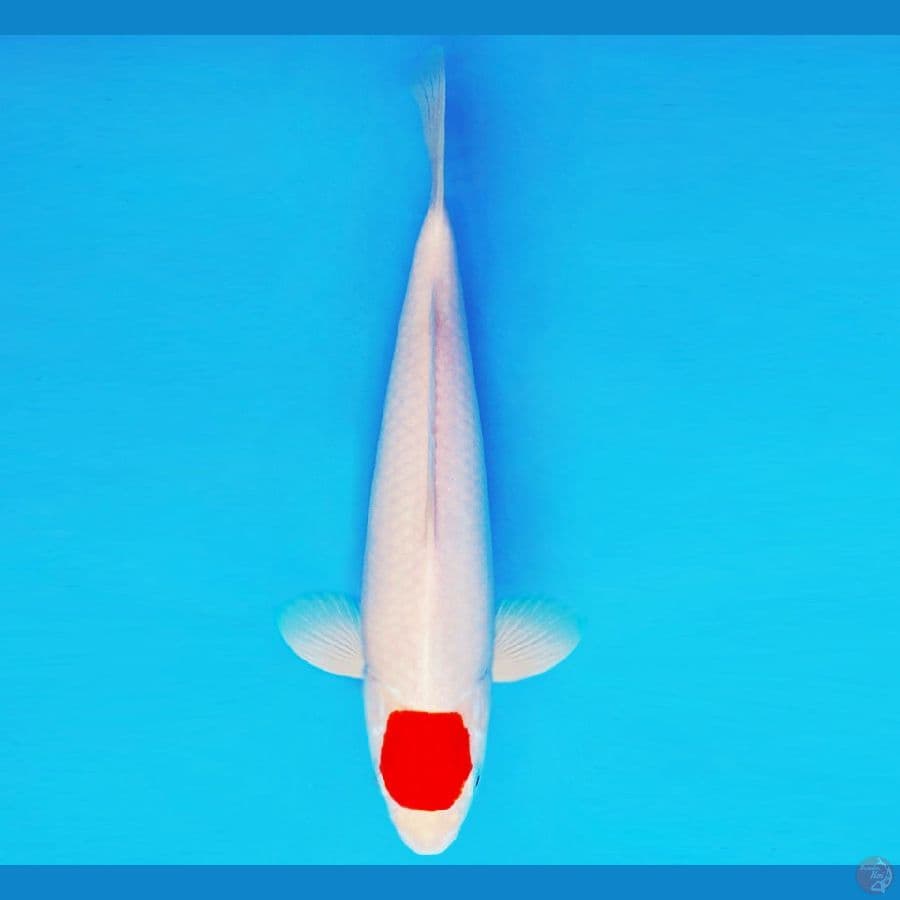 AMAYADORI 16 ~ TANCHO 32 cm/fm ™