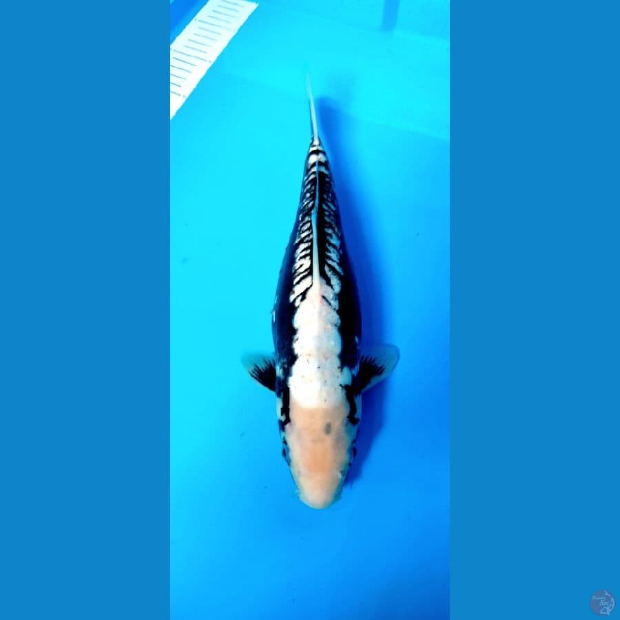 kumon 34 cm