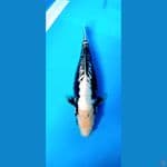 kumon 34 cm
