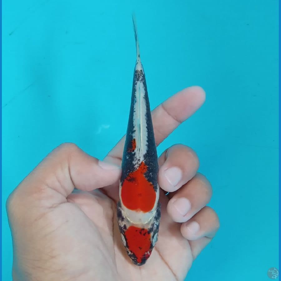 Minion - Maruten Beni Kumonryu B 14cm