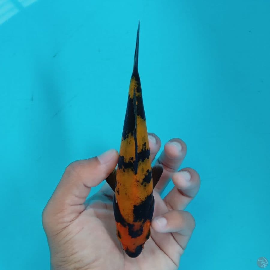 Minion - Hi Utsuri B 15cm