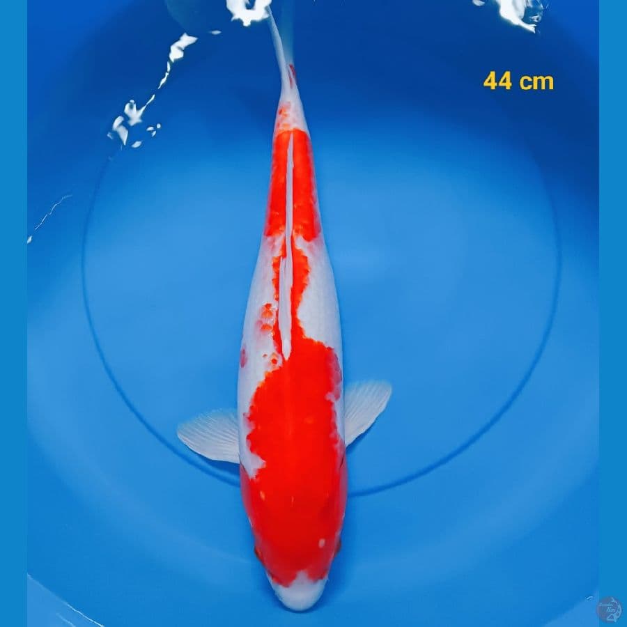 Ai Goromo male 44 cm