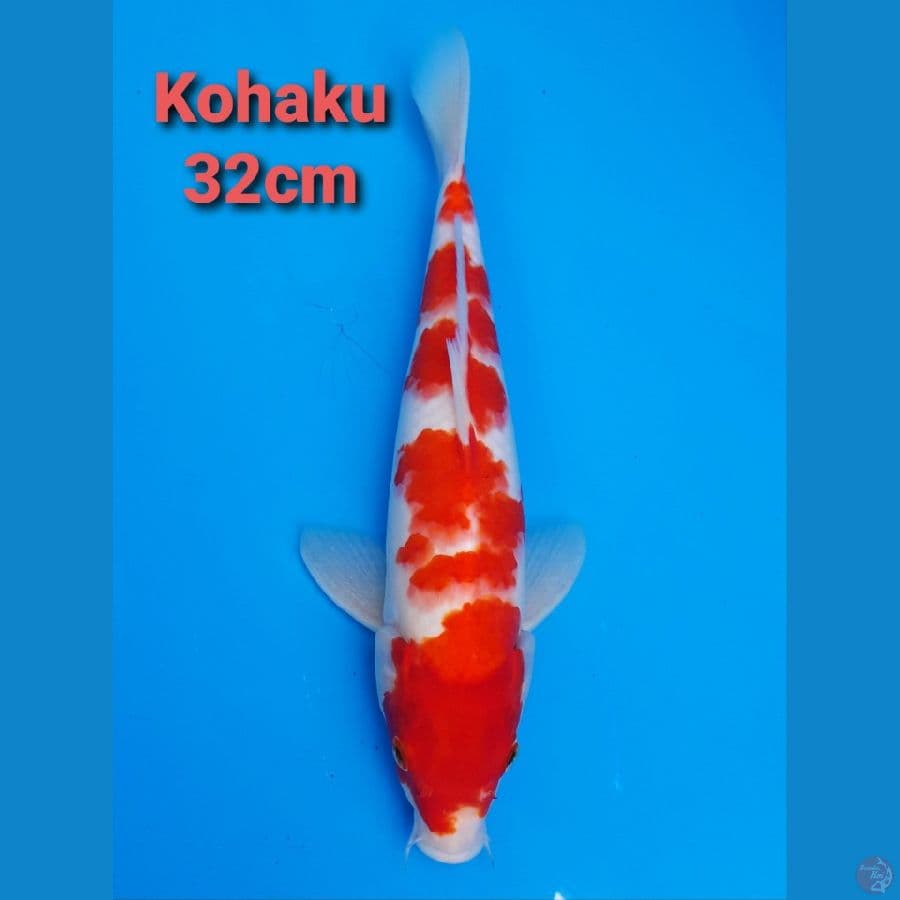 KOHAKU 33CM