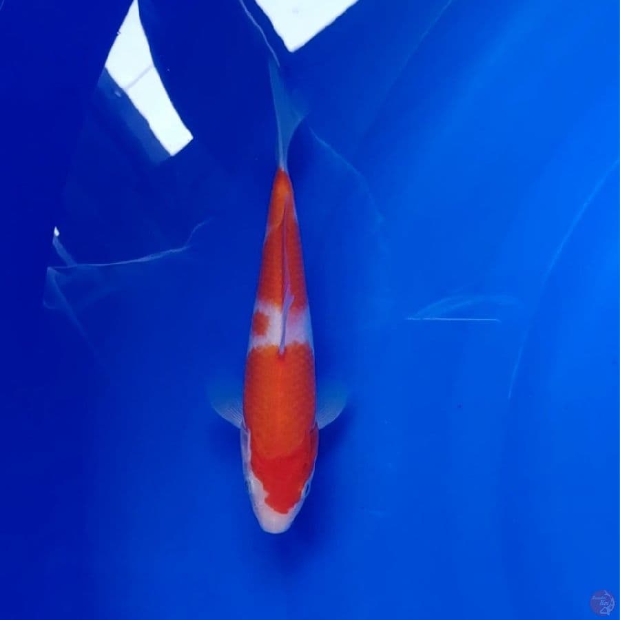 Koi Import Jepang Kohaku (Sertifikat Hoshikin) 20cm Super