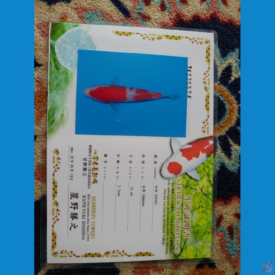 Koi Import Jepang Kohaku (Sertifikat Hoshikin) 20cm Super