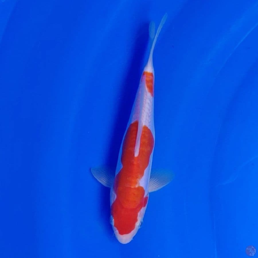 Koi Import Jepang Doitsu Kohaku (Sertifikat Shinoda) 25cm Super