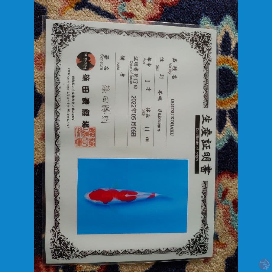 Koi Import Jepang Doitsu Kohaku (Sertifikat Shinoda) 25cm Super